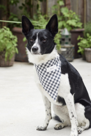 honden accessoires, Burda 5702